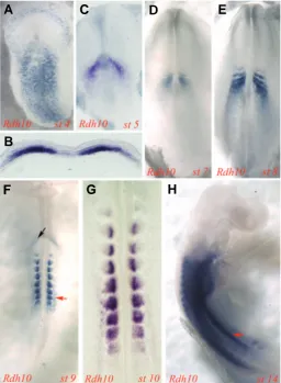 Fig. 3. Expression domains of Rdh10 in the stage 4 – 14 chick embryo.(A) older somites to just the medial edge