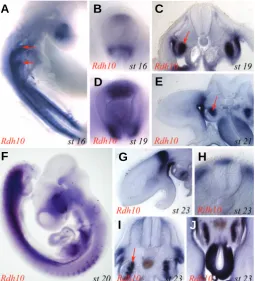 Fig. 4. Expression of Rdh10 in the stage 16 – 23 chick embryo. (A)