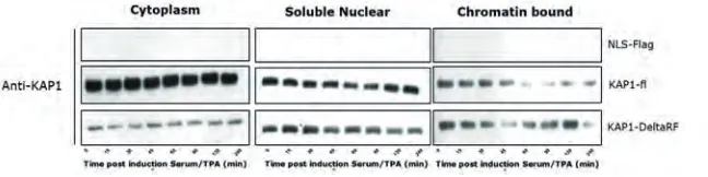 Figure 7. Serum/TPA induced mitogenic stimulation changes subcellular localisation of KAP1
