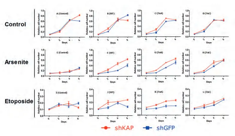 Figure 5. KAP1 knockdown in BMI1 mutant U2OS cells diminished differential effects between mutants