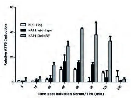 Figure 6. ATF3 expression increase following serum/TPA stimulation increased by loss of RingFinger domain of KAP1