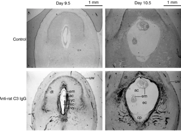Fig. 5. Detection of C3 in rat pregnant uteri. Transverse sections of day 9.5 or 10.5allantoic placenta; dt, decidual tissue; ec, exocoelomic cavity; em, embryo proper; ep,presence of C3