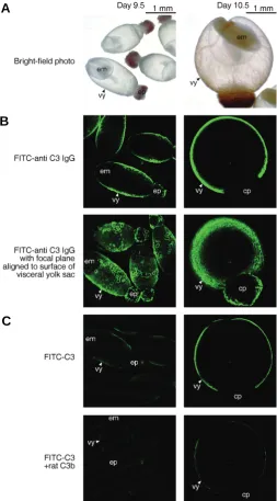 Fig. 6. Detection and binding of C3 in rat embryos explanted at day9.5 or 10.5.cp, chorio-allantoic placenta; em, embryo proper; ep, ectoplacental cone;The bright area indicates the fluorescence by FITC-anti C3 IgG or FITC-C3.addition as competitors at a 1