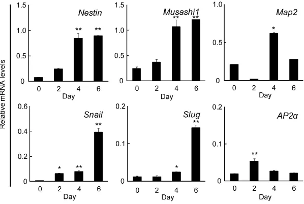 Fig. 2. The effect of FGF-2 on neural marker gene expression in mES cells. Theat E10.5, which was taken as 1