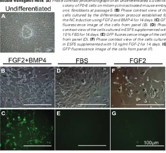 Fig. 6. P0-6 undifferentiated cells derived from blastocysts of P0-Cre/CAG-CATloxP/--EGFP