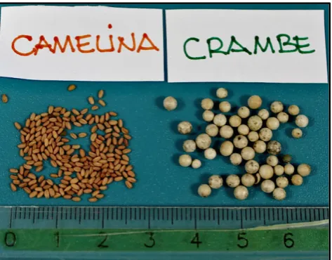 Table 3. Oil composition of camelina and crambe in comparison with high erucic acid rapeseed (Brassica napus L