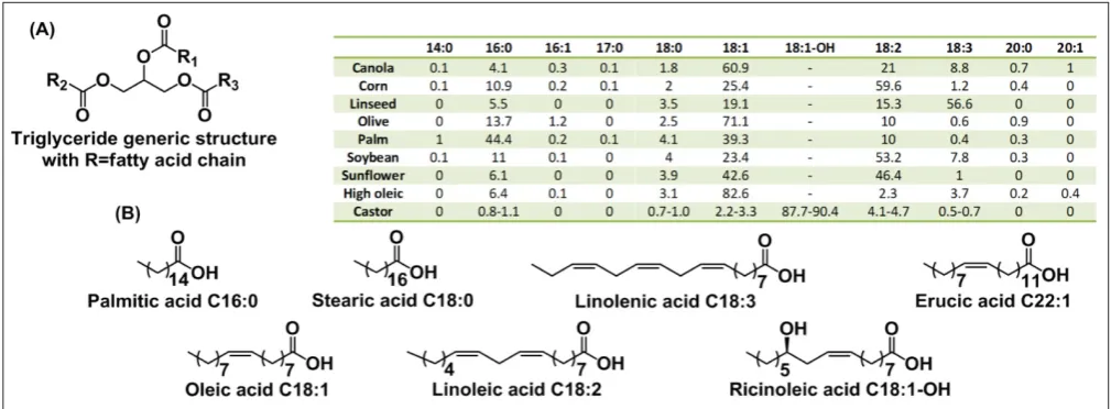 Fig. 1. (A) General triglyceride structure and the proportion of the diin vegetable oils (in Cﬀerent fatty acid chains in vegetable oils