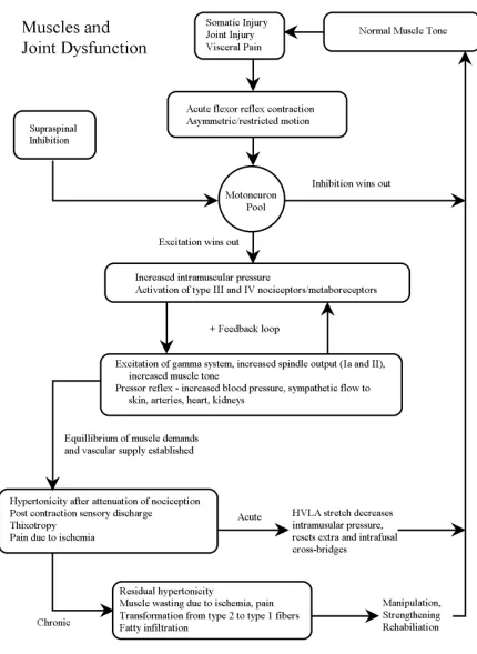 Figure 4The characteristics of muscle function and their relationship to joint dysfunction and manipulative therapy.