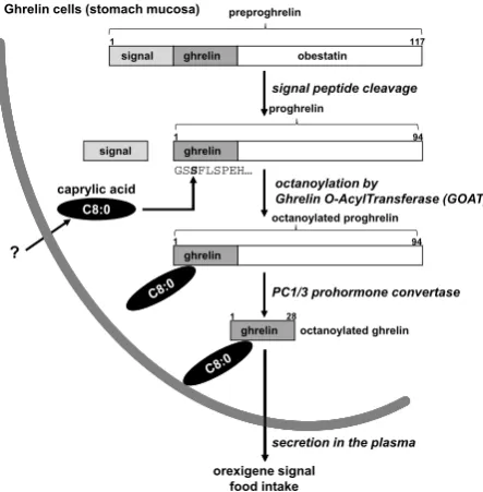 Fig. 3. Ghrelin synthesis, maturation and post-translational octanoy-lation in stomach cells