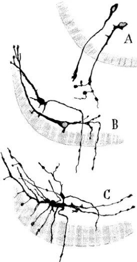 Fig. 2. Developmental stages of motoneurons. Cajal´s original drawingbryo (Cajal, 1903)