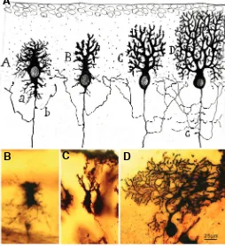 Fig. 3. Developmental stages of Purkinje cells. (A) According to Cajaldendritic tree are the stellate phase exuberant axon collaterals