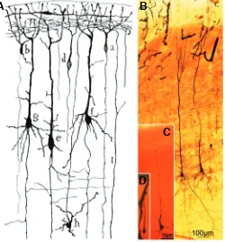 Fig. 6. Different maturation stages of pyramidal cells. (A) Cajal´s4 day-old mouse (Cajal, 1899-1904) stained with the Golgi method; drawing representing a coronal section through the cerebral cortex of aalready with a descending dendrite; layer; I, a fibe