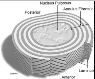 Figure 2.2 The intervertebral disc. Adapted from Devereaux, 2009. 