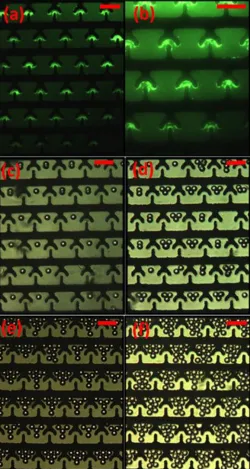 Figure 5: Experimental results. (a and b) results of the experiment with 500 nm green fluorescence polystyrene beads under the fluorescence microscope with 20X and 30X magnification respectively,(c,d,e and f) results of the experiment with 20 µm polystyren