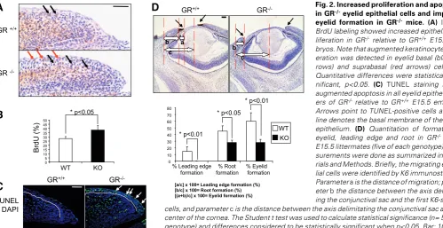 Fig. 2. Increased proliferation and apoptosis