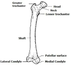 Figure 1. 1: Femur bone. Adapted from (Gray & Henry, 1918) 