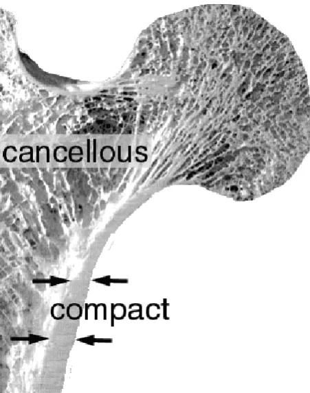 Figure 1. 2: Compact bone and cancellous bone. Adapted from 