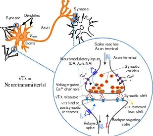 Figure 7. Synapses are present at the junction of axonal terminal and dendrites of the biologicalneurons