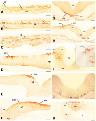 Fig. 1. Transverse sections of chick embryo from stage 4-10. (A-C) Transverse sections of