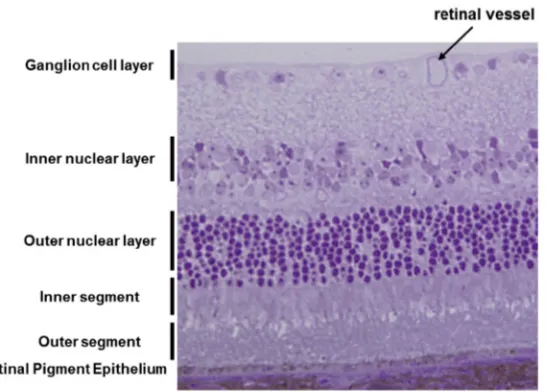 Fig. 1. Structure of the retina.