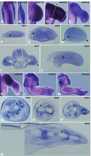 Fig. 1. FgfR1 expression pattern during chick forelimbexpression in the limb mesenchyme (arrows), and inHH17 limb bud (I, arrowhead)