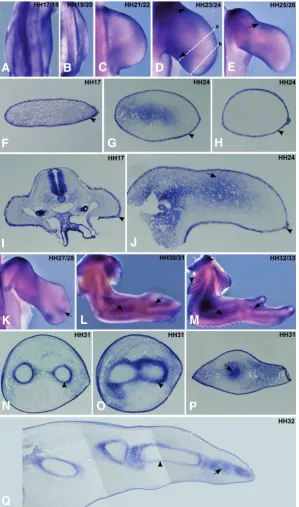Fig. 2. FgfR2 expression pattern during chick forelimb