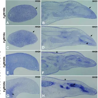 Fig. 5. FgfR1IIIb, FgfR1IIIc, FgfR3IIIb and FgfR3IIIc expres-GU065445). tion sion numbers GU053725, GU065444, GU053726,in quences previously obtained as probes (GenBank acces-the ectoderm than drium; see arrowhead in in expressed in the proximal limb of st