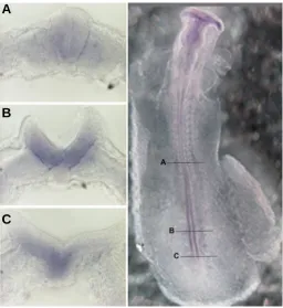 Fig. 3. HDAC1 hot spot in the chick open neural tube. Whole mount