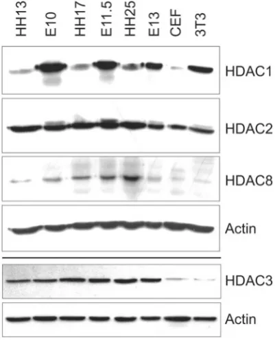 Fig. 4. Comparison of HDAC protein levels between mouse and chickembryos.HDAC8, a second blot was probed against HDAC3