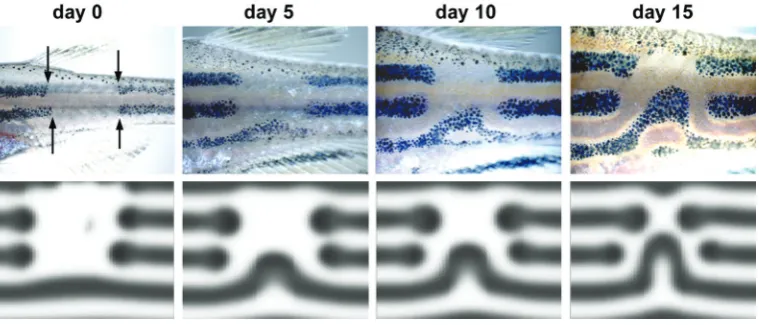 Fig. 8. Moving stripe bifurcation in the Emperor Anglefish,