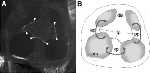 Fig. 10. Semicircular canal pillars in the zebrafish ear at 4 dayspostfertilisation.courtesy of K