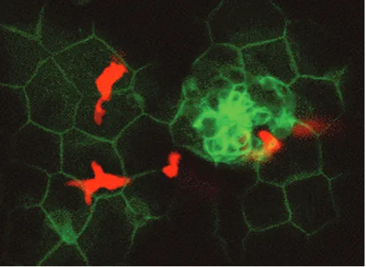 Fig. 4. Compound transgenic zebrafish (cldnB:lynGFP/lysC:DsRed)