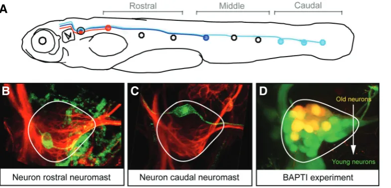 Fig. 5. Origin of somatotopy in