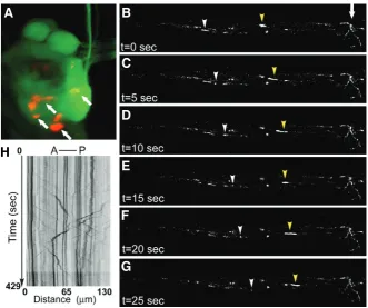 Fig. 6. Imaging mitochondrial transport in live zebrafish embryo. of transported in pLL axons