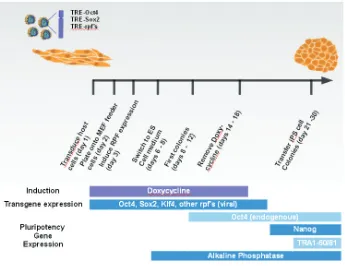 Fig. 4. Generation of induced pluripotent stem (iPS) cells by lentiviral introduction of