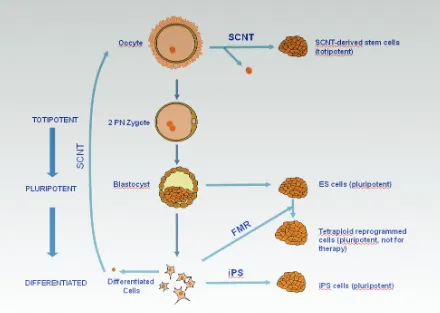 Fig. 3. blastocysts formation. Cell nuclei and oocyte pro-nuclei are drawn in solid brown