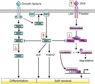 Fig. 2. Modulation of the signalling pathways to