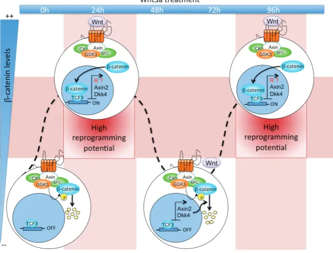 Fig. 3. Timing and level of Wnt signalling activation control somatic cell reprogram-