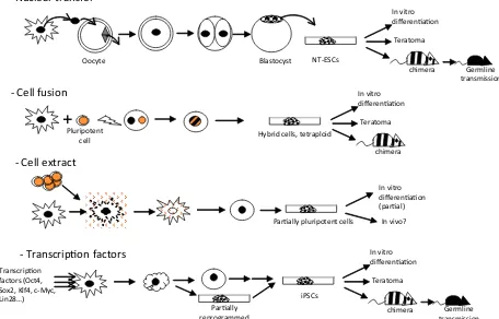 Fig. 2. Different roads to reprogramming to pluripotency.