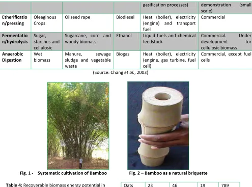 Fig. 1 -  Systematic cultivation of Bamboo  