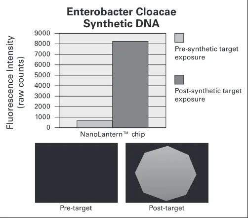 Fig. 1. P1. Fluorescence microscopy of chip pre- vs. post-target exposure. 