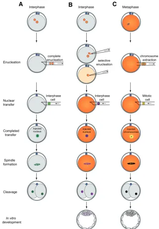 Fig. 1. Nuclei transferred into pronuclear envelope during mitosis or through mechanical tearing by the enucleation pipette.reprogramming factors (orange) are released into the cytoplasm upon breakdown of thespindle and chromosomes either wide-bore (15-20 