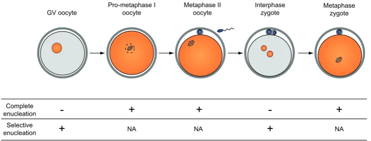 Fig. 2. Factors in the nuclei of nuclear recipients influence the success rate of reprogramming.