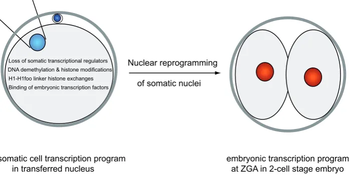 Fig. 3. Nuclear reprogramming of somatic nuclei has to occur in the mouse zygote beforeinitiation of major zygotic gene activation (ZGA) at the 2-cell stage.factors