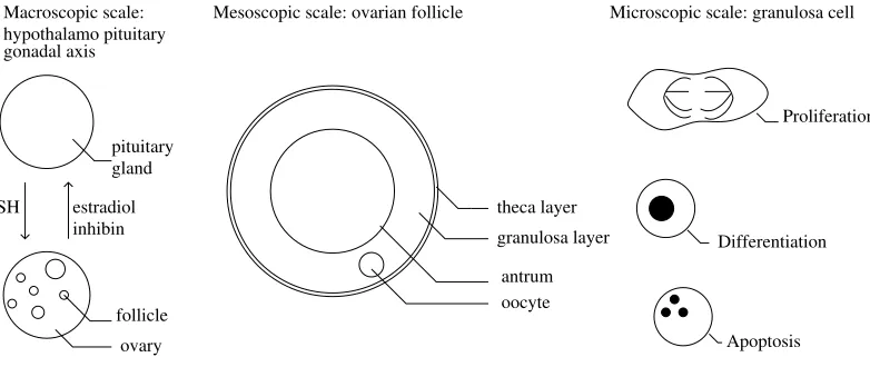 Figure 1. Follicle development as a multiscale process. Left : endocrine feedback loop betweenthe ovaries and the hypothalamo-pituitary-axis