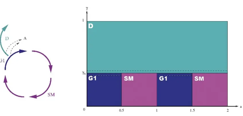 Figure 3. Division of the spatial domain according to the cell phases for unit cycle durationDa = 1