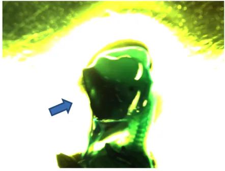 Figure 5. Frontal view of 11 day control embryo stained with alcian blue, with two eyes indicated by arrows