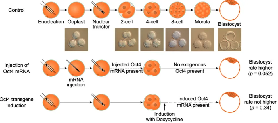 Fig. 1. Scheme of the experimental design used in this study. To assess the impact of Oct4 elevation on oocyte mediated reprogramming, twodoxycyline to the medium during the 4- to 8-cell transition, leading to transgenic Oct4 expression only during late re
