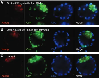 Fig. 3. Immunohistochemistry for early developmental markers in cloned embryos. Blasto-trophectoderm is typically found in SCNT embryos for the trophectoderm marker Cdx2