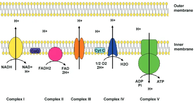 Fig. 2. The electron transfer chain (ETC). The ETC is the major generator of cellular ATP throughby pumping protons across the mitochondrial inner membrane